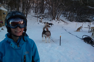 Huskies at Mt Baw Baw