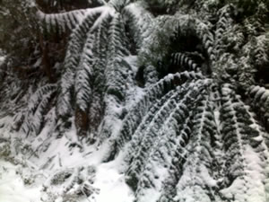 Snow covered ferns